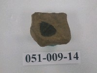 藏品(小型三葉蟲化石)的圖片